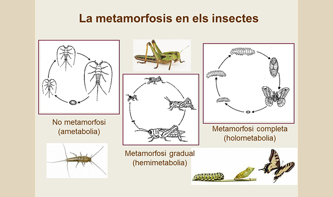 La metamorfosis completa dels insectes, formidable generadora de biodiversitat