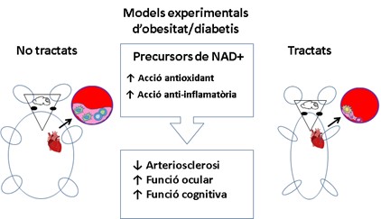 Potencial anti-inflamatorio de moléculas precursoras de NAD+ en modelos experimentales de diabetes mellitus