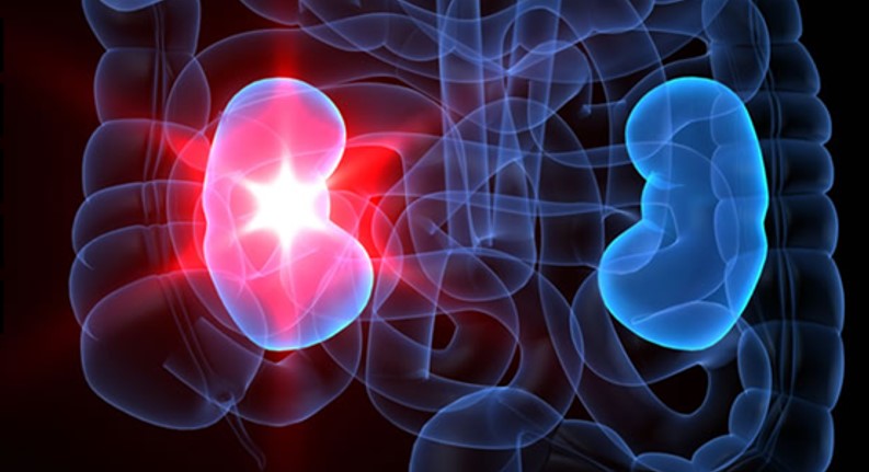 Macrófagos y regeneración renal: ¿hecho o ciencia ficción?