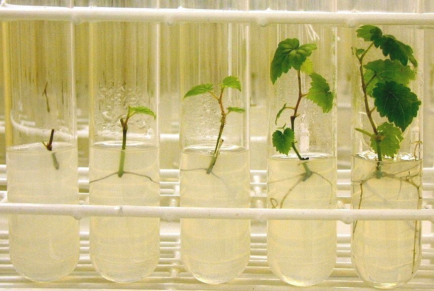 Més enllà de les roses blaves: enginyeria metabòlica en plantes