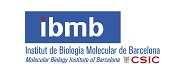 Institut de Biologia Molecular de Barcelona (IBMB - CSIC)