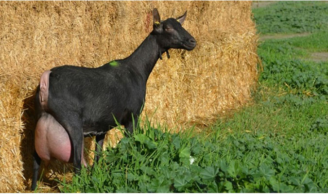 De la llet al formatge: investigant la base genètica dels caràcters lleters en la cabra domèstica