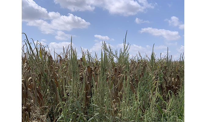 Les herbes dels conreus. Afrontant els canvis amb resiliència