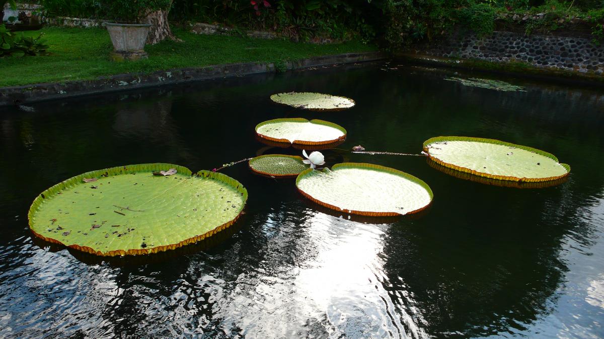 H20: què en sabem d’aquesta sorprenent i fascinant molècula?