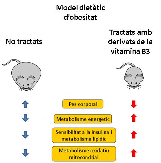 Vitamina B3: efecto antiobesidad de un nutriente minoritario