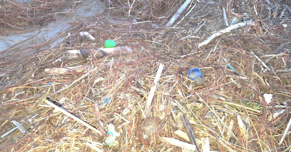 Contaminación por micro plásticos en las balsas del delta del Ebro