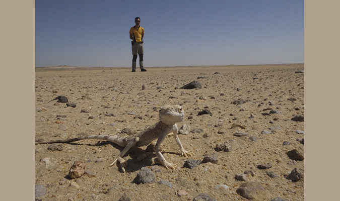 Los reptiles como modelo de estudio del origen y el mantenimiento de la biodiversidad en zonas áridas